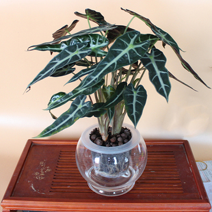 小仙女盆栽黑叶芋观音莲滴水观音芋类如水培植物懒人花卉净化空气