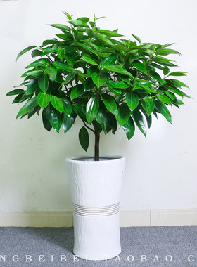 南宁平安树盆栽大型室内客厅植物