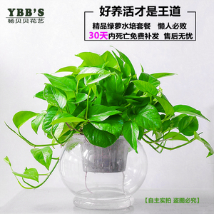 绿萝盆栽自吸水培植物整套餐办公室内盆景绿植防辐射净化空气含盆
