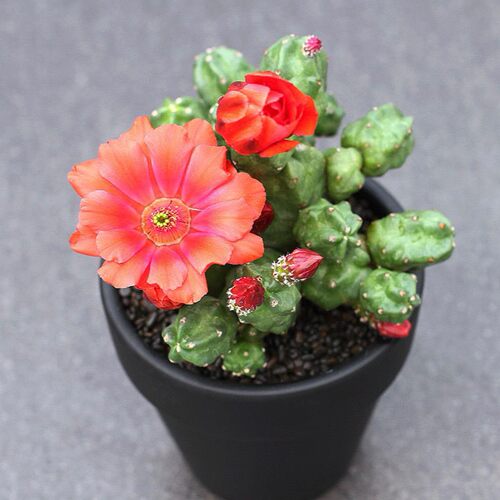 无刺仙人掌质量怎么样 无刺仙人掌口碑怎么样 小麦优选