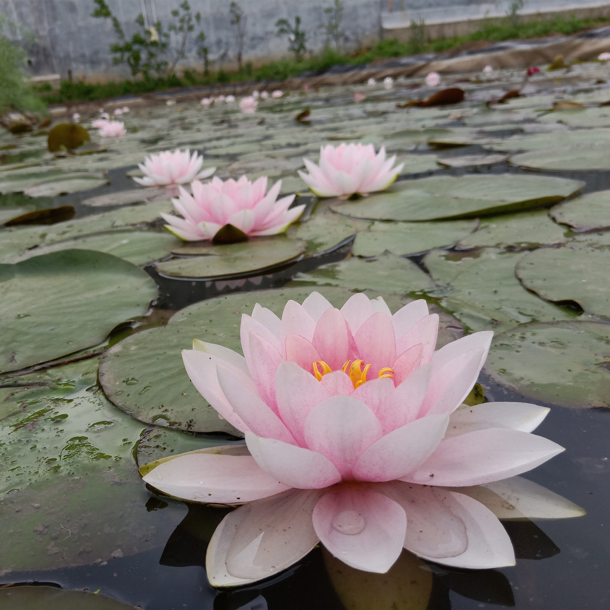 霍兰迪亚 莲花种茎耐寒睡莲根块水生植物庭院别墅花园带花苞发货