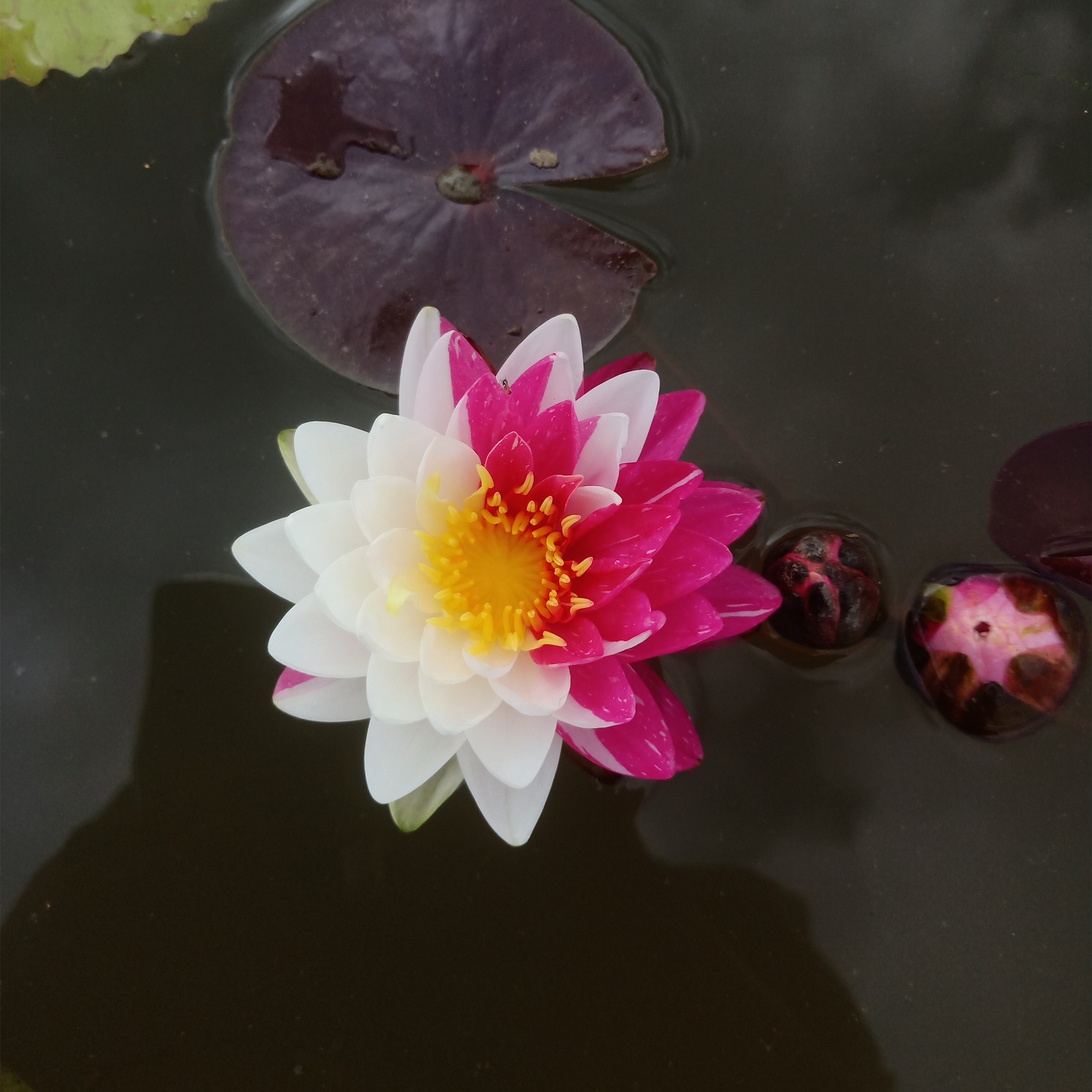 泰国进口睡莲随机变色水生花卉