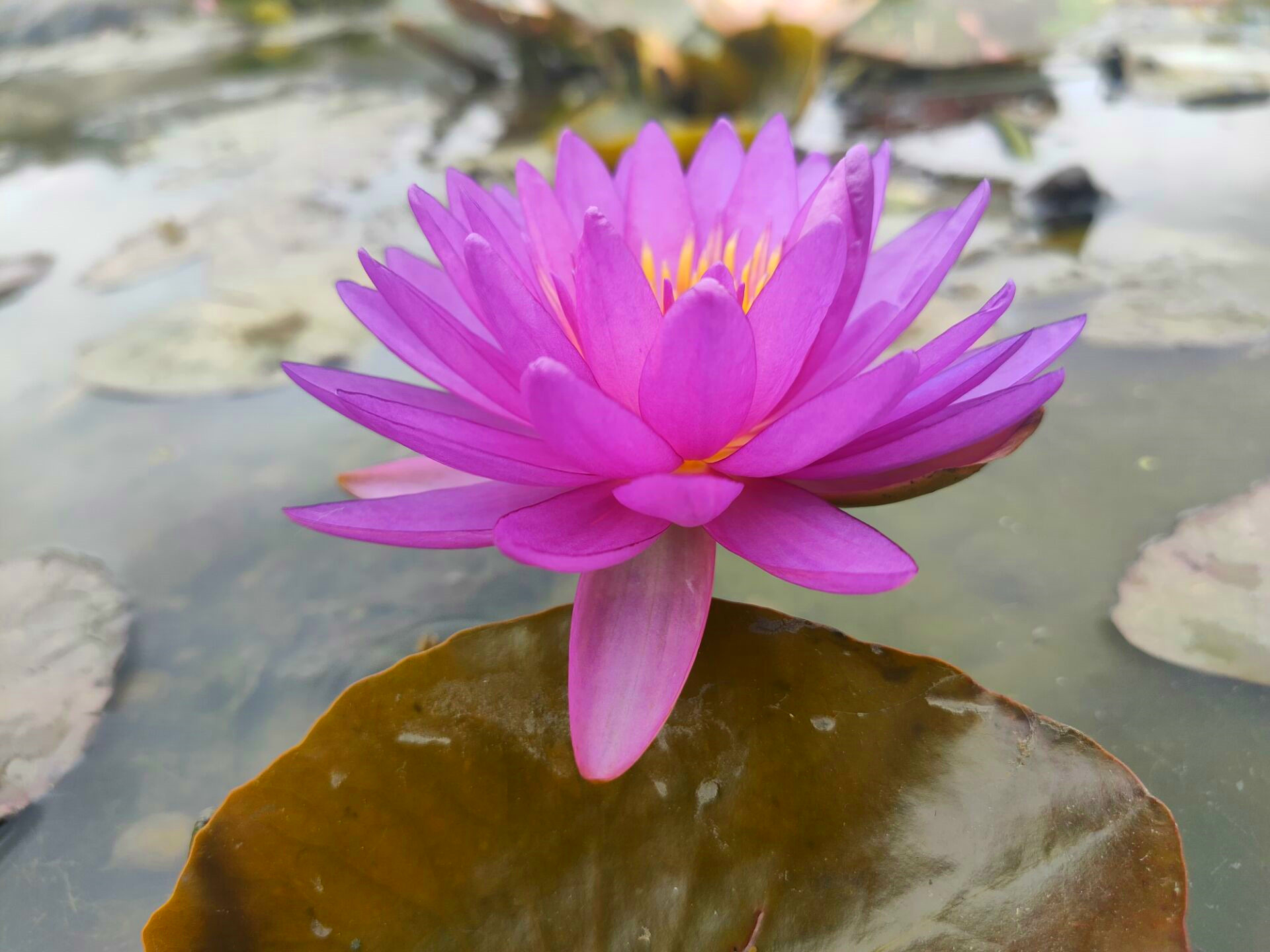 进口名贵精品耐寒紫色跨亚属睡莲- 紫罗兰-根茎苗带花苞水生花卉