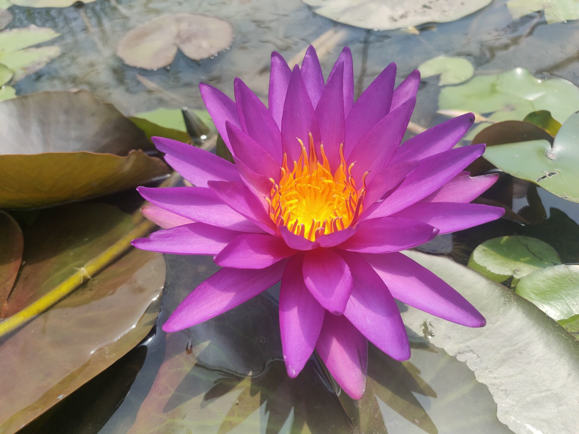 稀有名贵精品耐寒跨亚睡莲根茎苗水生花卉紫色睡莲 爱惢菈