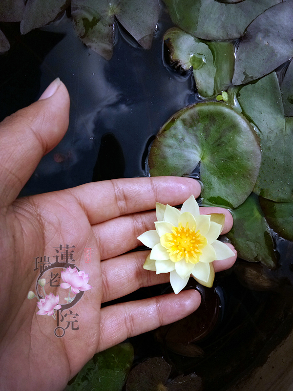 微型睡莲  海尔芙拉  迷你莲花种茎盆栽根块袖珍小型水生植物花卉