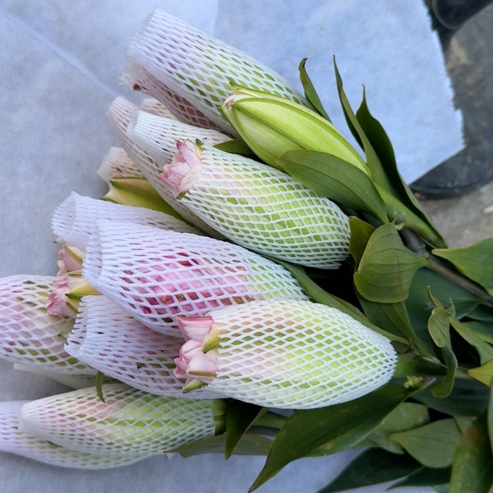 二头莲花春天5支三单空运二单冷链,鲜花速递/花卉仿真/绿植园艺,鲜花速递(同城),淘宝优惠券,粉丝福利购,淘宝优惠卷