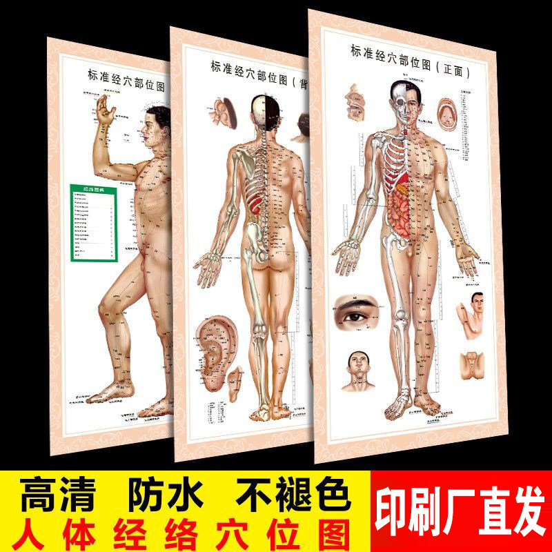 人体经络穴位图中医针灸养生养生贴墙标准全套海报室内挂图贴画