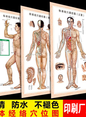人体经络穴位图中医针灸养生养生贴墙标准全套海报室内挂图贴画
