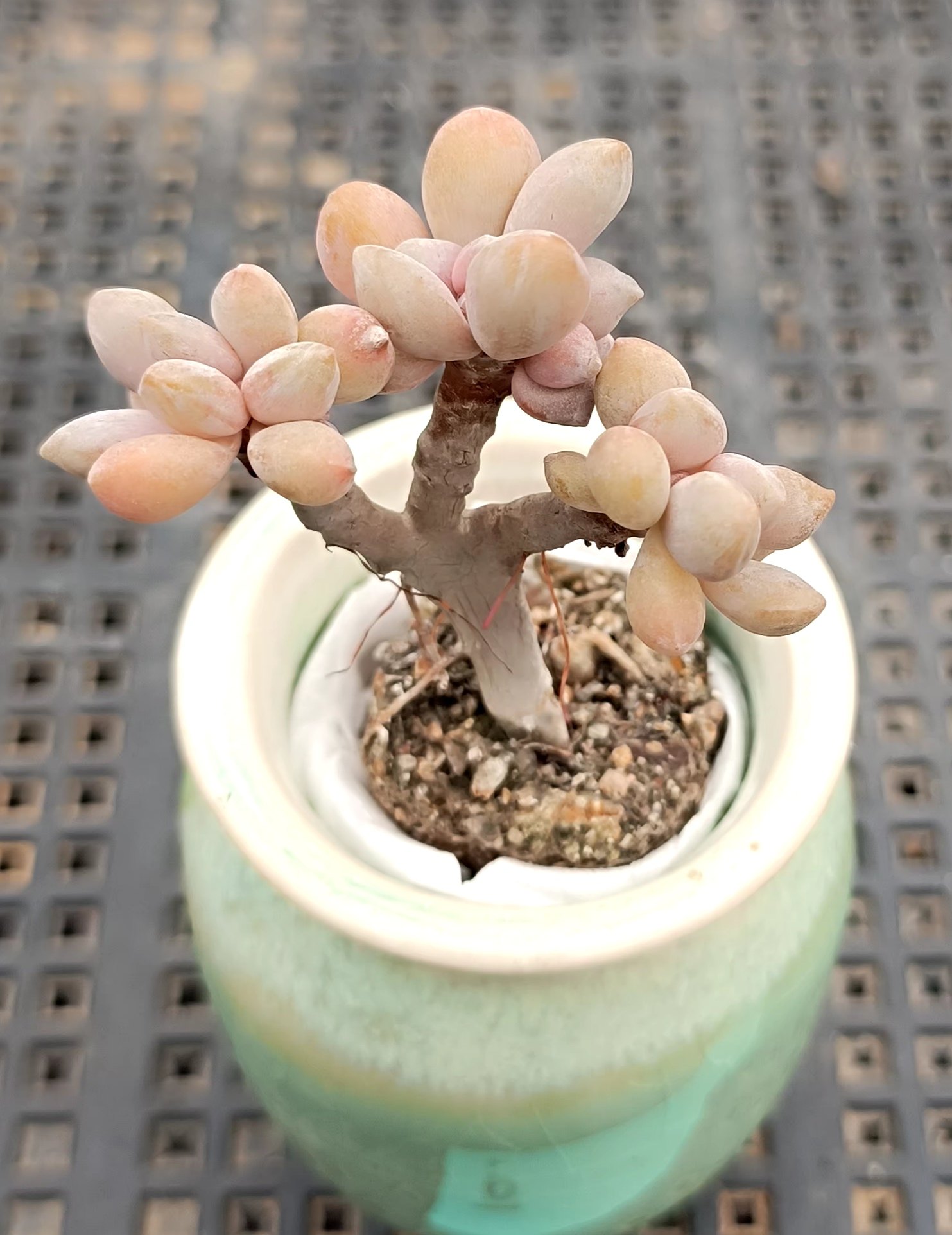 清仓处理mini小老桩多肉植物一物一拍小玻璃瓶透明花盆可种植1-2