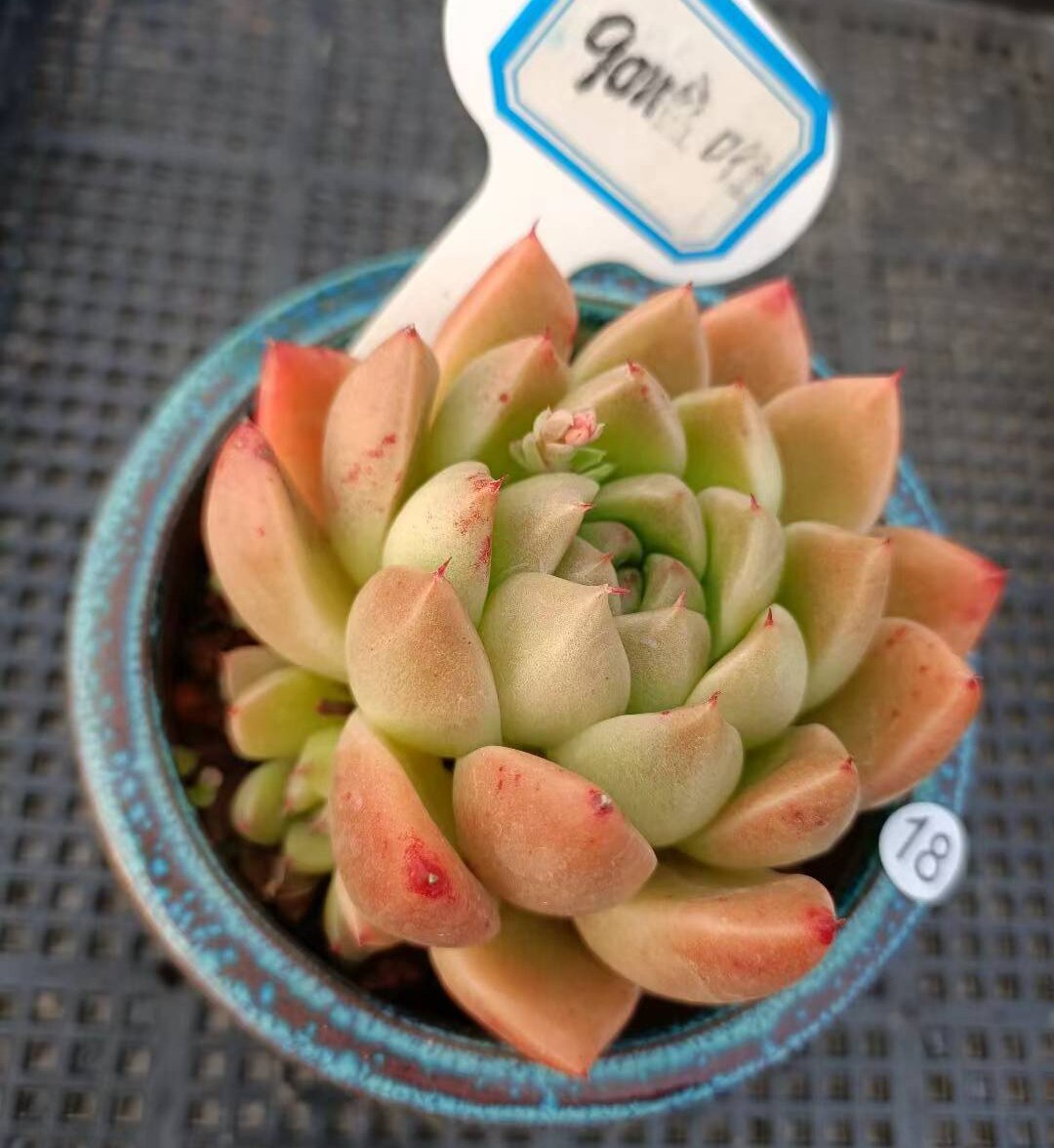 精品控养多肉群生多头石英一物一拍满38包邮金黄色果冻底老麦秆