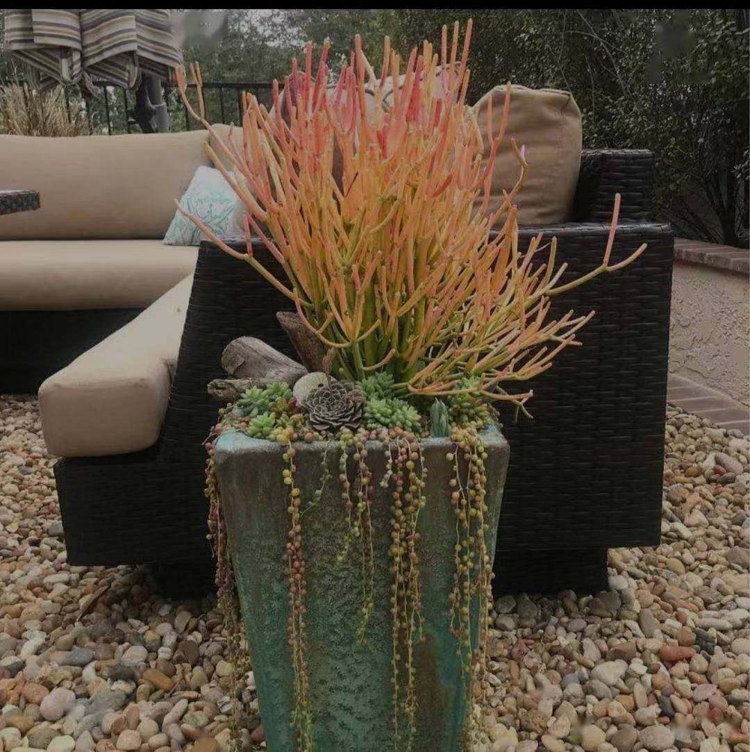 彩珊瑚红光棍光杆树彭珊瑚锦多肉植物室内花卉办公室桌面珊瑚棒
