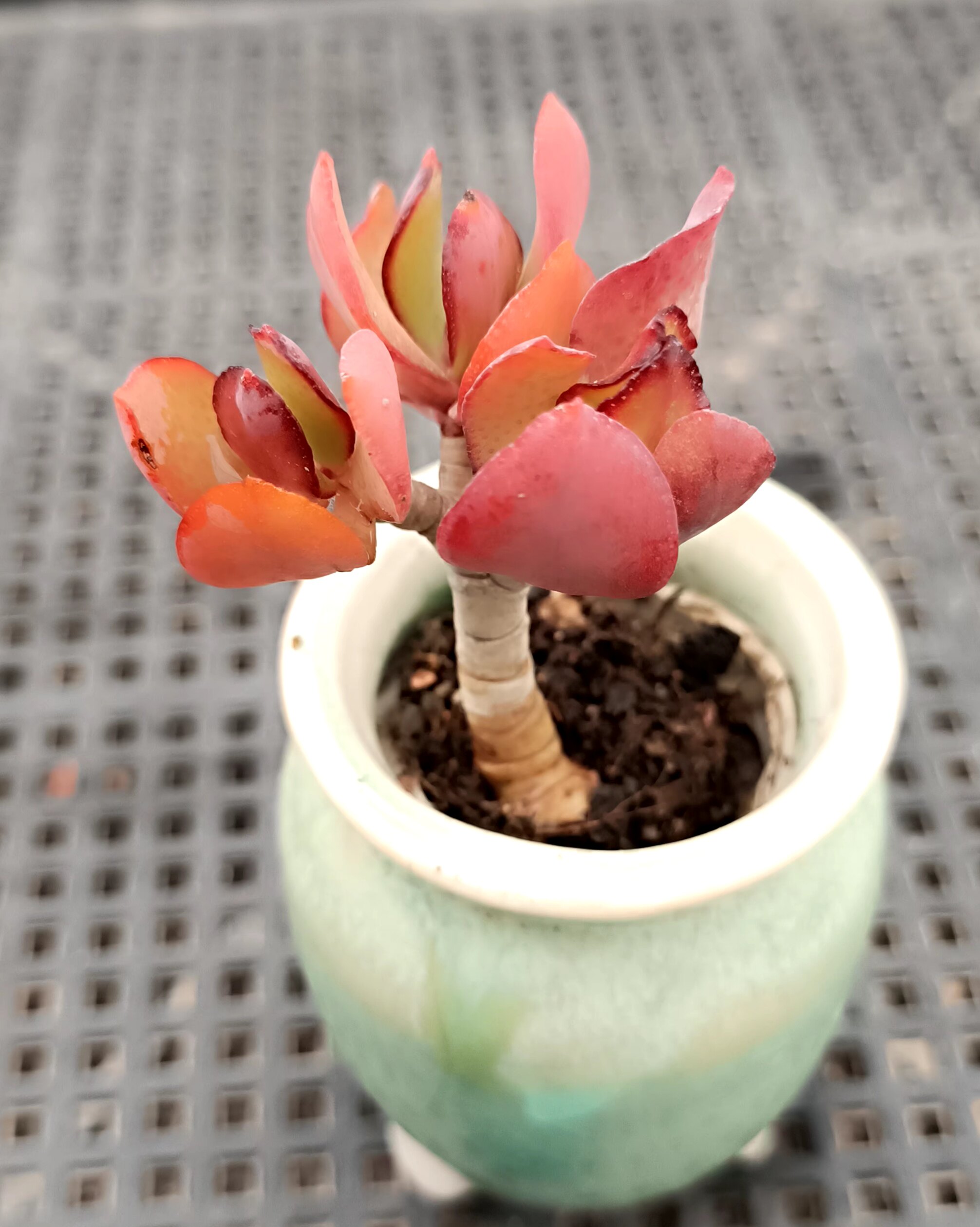 清仓处理mini小老桩多肉植物一物一拍小玻璃瓶透明花盆可种植01
