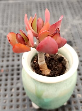 清仓处理mini小老桩多肉植物一物一拍小玻璃瓶透明花盆可种植01