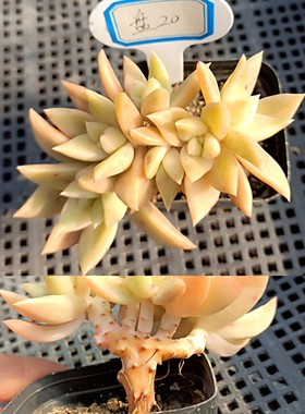 精品多肉组合绿植一物一拍18-19圣诞麋鹿雪球菲欧娜紫烟缀化杂交
