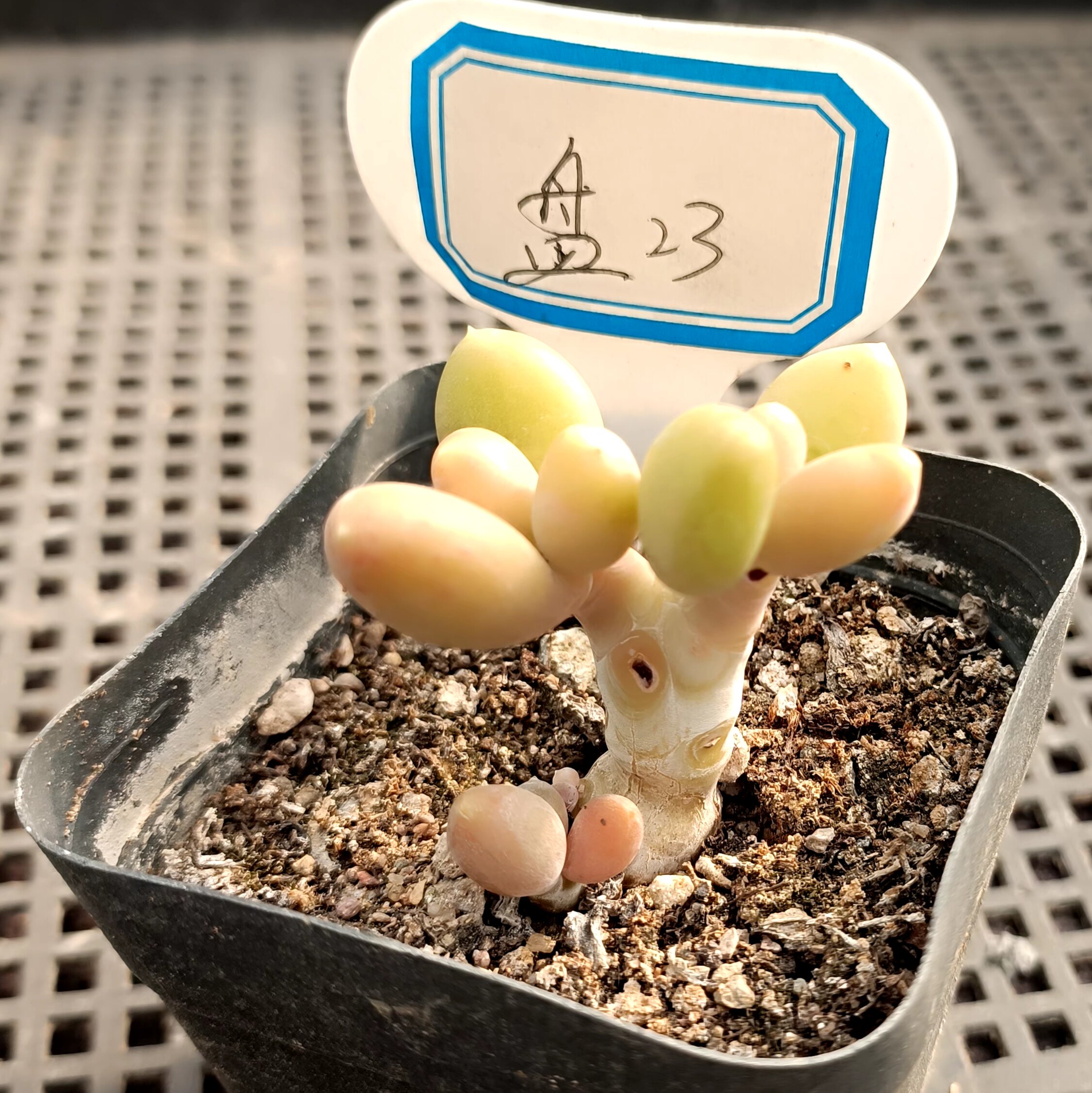 特价精品多肉花卉一物一拍2327初恋旭鹤海王海胆冰魄杂交缀化盆栽