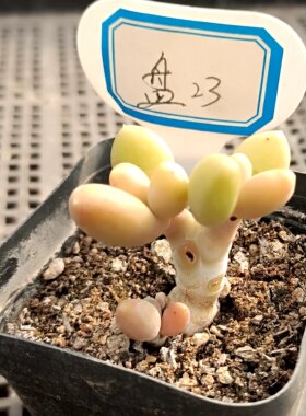 特价精品多肉花卉一物一拍2327初恋旭鹤海王海胆冰魄杂交缀化盆栽