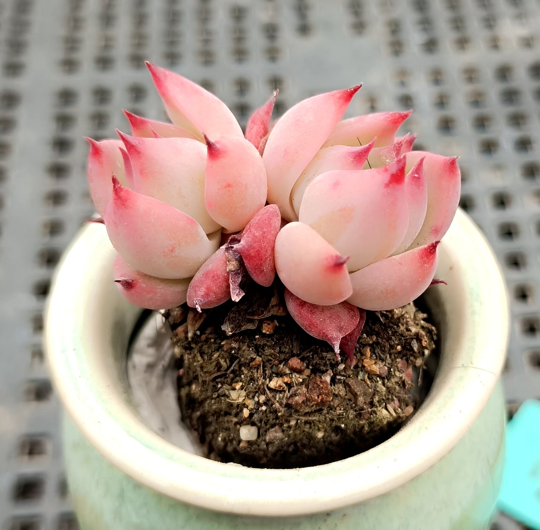 拇指盆多肉超小mini植物盆栽微观型老桩一物一拍07初恋洛神紫乐