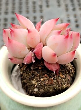 拇指盆多肉超小mini植物盆栽微观型老桩一物一拍07初恋洛神紫乐