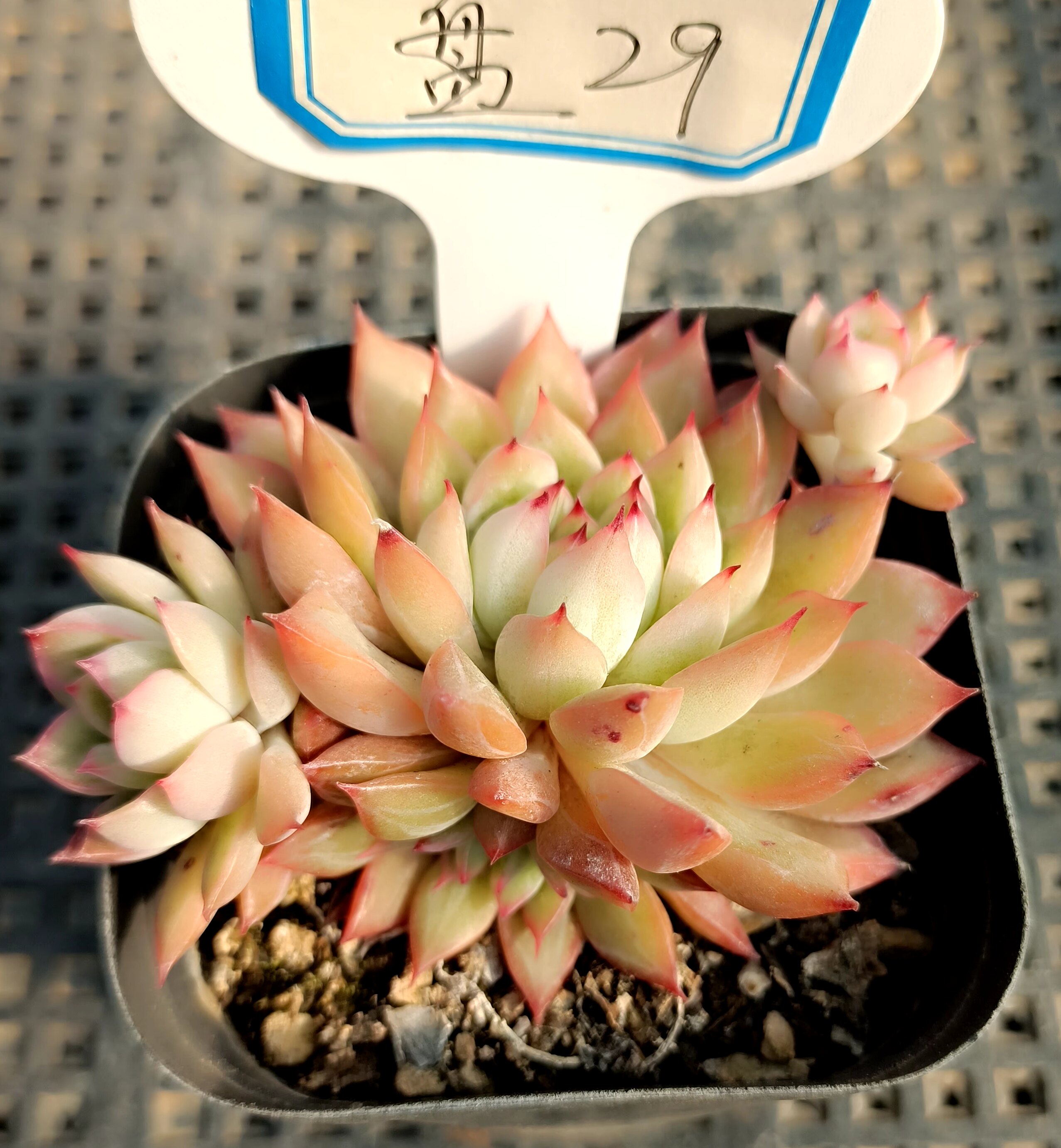 多肉一物一拍2930星影缀化初恋稀有品种贵货组合盆栽植物微景观