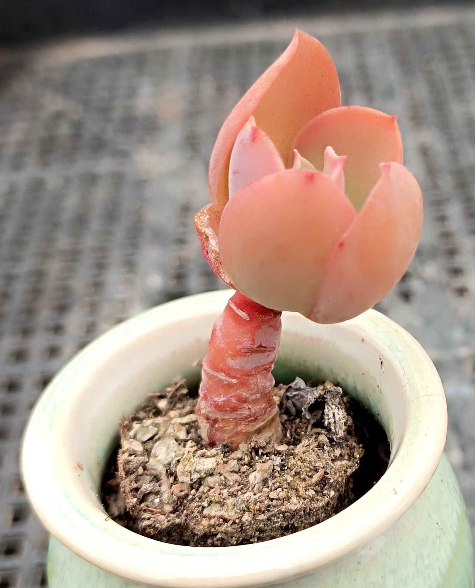 清仓迷你拇指多肉群生小老桩08一物一拍柠檬卷秀妍红蜻蜓水蜜桃