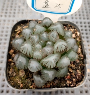 夏种型多肉十二卷仙人掌团扇球柱玉露寿土童萝藦综合链接一物一拍