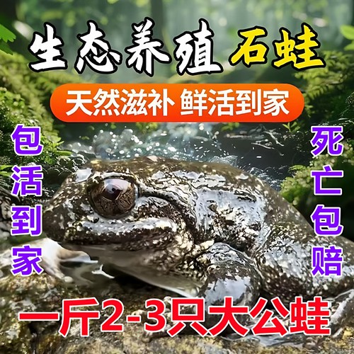 福建石蛙鲜活泉养山珍青杠石鳞石蛤棘胸蛙肉石冻妇孺月子补品包邮