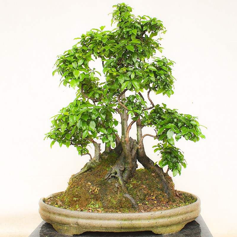 金弹子树桩盆景绿植练手桩黑塔子瓶兰花包邮金弹子直播