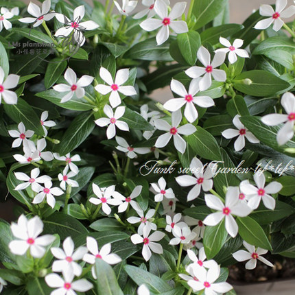 迷你长春花盆栽 进口花卉无性系品种多年生耐热四季夏季开花植物