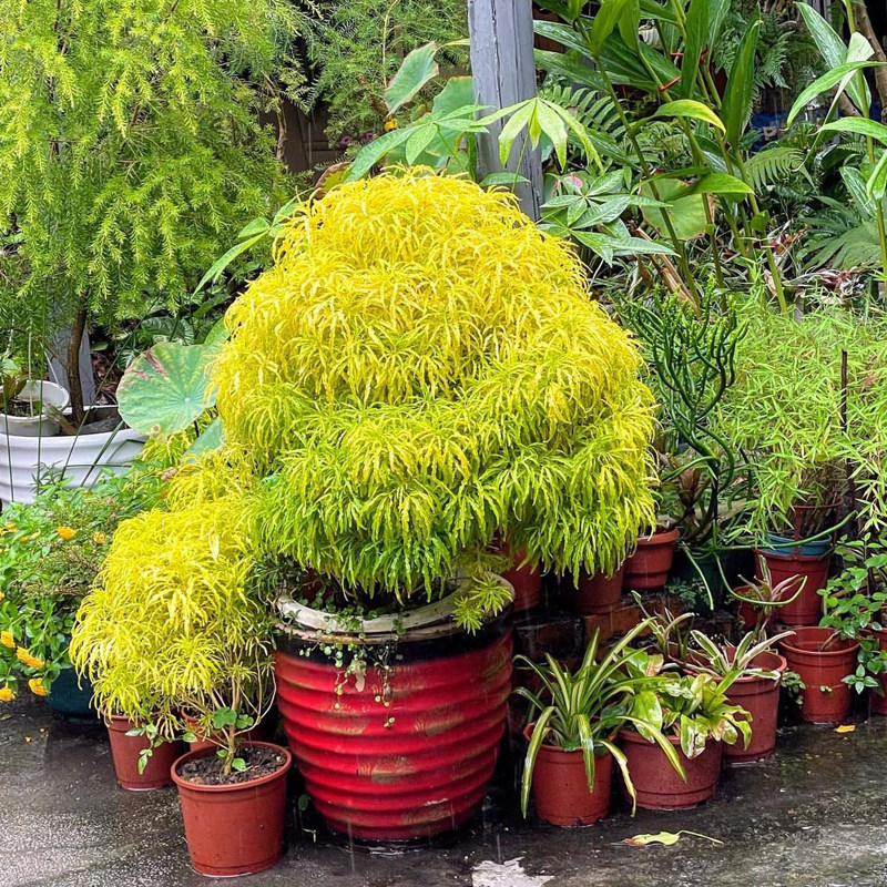 金叶鸡爪榕盆栽 爪叶洋茱萸 耐热植物观叶花园室外盆栽