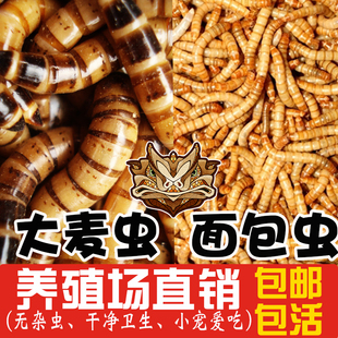 黄粉虫面包虫大麦虫活体虫干种虫龙鱼乌龟仓鼠鹦鹉鸟宠物活体饲料