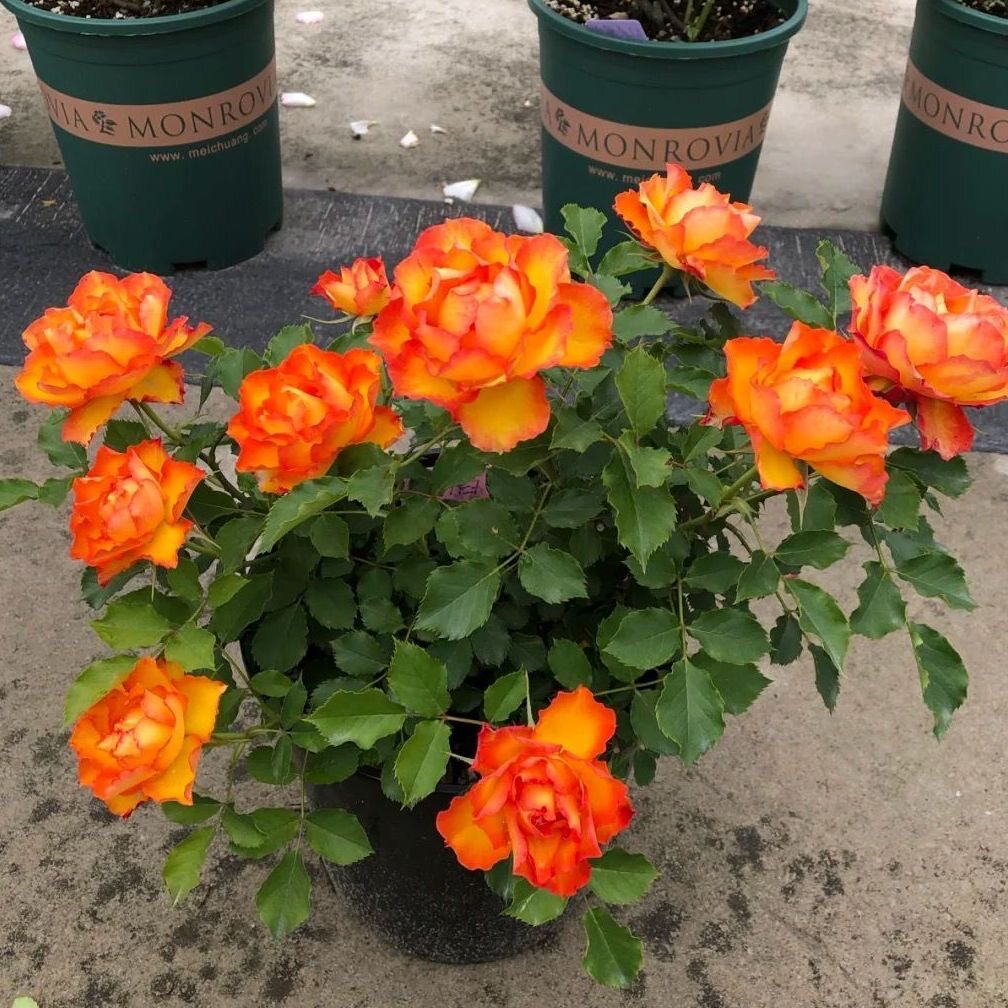 大花火焰带花苞玫瑰花苗花卉绿植月季/蔷薇/玫瑰