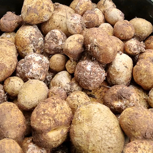 新鲜石头菇马勃菌云南野生蘑菇马皮包马屁泡现采牛眼睛顺丰包邮