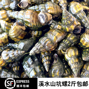 5斤150元顺丰包邮野生山坑螺溪水螺夜宵花螺海鲜石螺鲜活水产脆螺