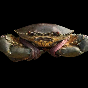 膏蟹青膏蟹满膏蟹黄油蟹野生母膏蟹大螃蟹海鲜海蟹螃蟹包活肉蟹冰