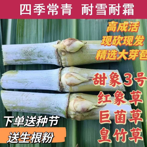 甜象草3号种节无毛巴西红象草皇竹草耐寒巨菌草多年生牧草王牛羊