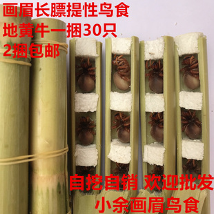 地黄牛 鸟食 活食斗鸟鸟食 上性壮膘地蜘蛛皮虫 柴虫 大号2捆包邮
