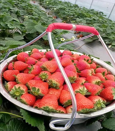 草莓盆提手不锈钢盆塑料盆通用