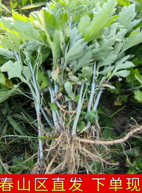 艾草苗艾叶种苗艾草种子驱蚊艾蒿端午蕲艾药用可食用蕲春艾草根苗