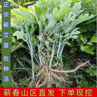 艾草苗艾叶种苗艾草种子驱蚊艾蒿端午蕲艾药用可食用蕲春艾草根苗