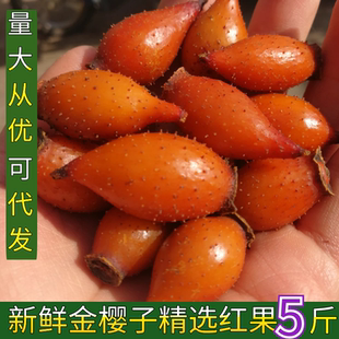 新鲜现摘野生金樱子男性泡酒材料中药材金英子肉成熟红果特级刺梨