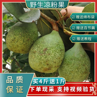 野生凉粉霹雳果鬼木馒头奶母爱玉木莲果手搓冰粉籽中药材500g包邮