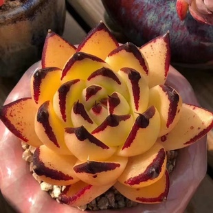 正版 黄皮乌木罗宾纯种进口好养贵货新手组合肉肉花卉盆栽绿植多肉