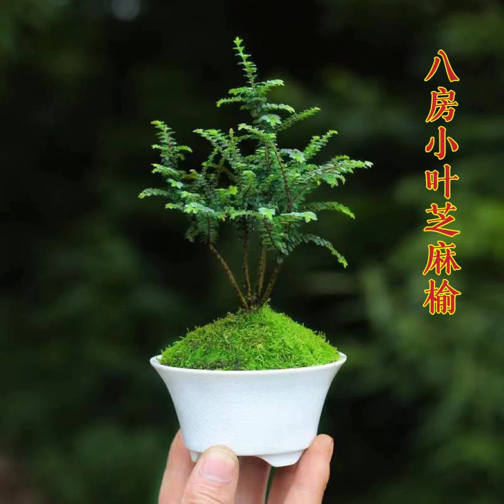 芝麻榆岛国米叶榆树盆景桌上微型盆栽四季常青绿植