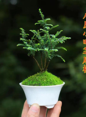 芝麻榆岛国米叶榆树盆景桌上微型盆栽四季常青绿植