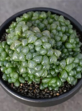 姬玉露多肉植物巨大株群生带盆发货云南窗台桌面好养室内绿植盆栽