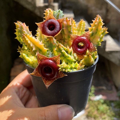 黄金甜甜圈稀有多肉植物变异萝蘼科肉肉盆栽花卉绿植小牛角龙王阁