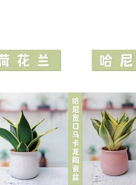 金边矮脚虎皮兰哈尼荷花兰清新空气室内水土培懒人绿植物盆栽白玉