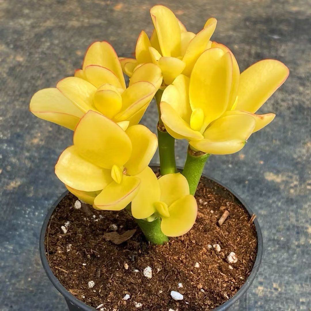 云南稀有精品多肉植物荧光树锦室内阳台美观盆栽绿植花含盆