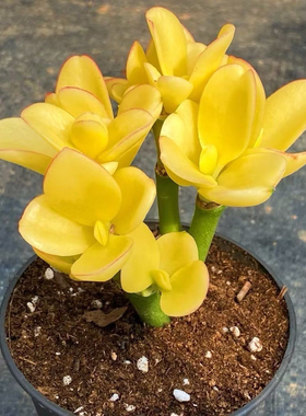 云南稀有精品多肉植物荧光树锦室内阳台美观盆栽绿植花含盆