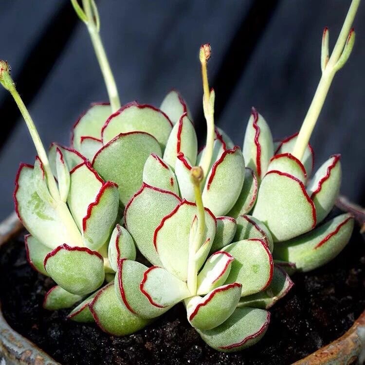 多肉植物稀有品种橙梦露多肉植物新款爆盆景天多肉老桩巧克力线